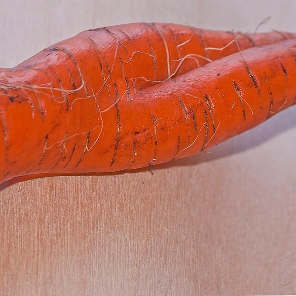 Nantes Carrot