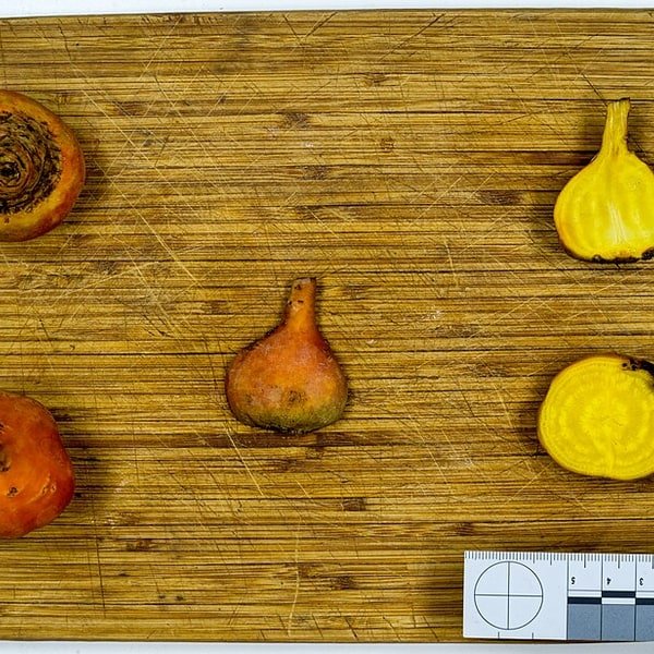 Golden Beetroot