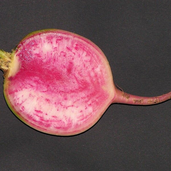 Daikon Radish