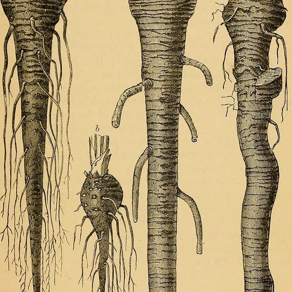 Horseradish Root