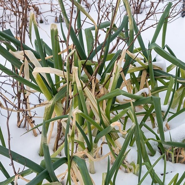 Spring Onion Bunch