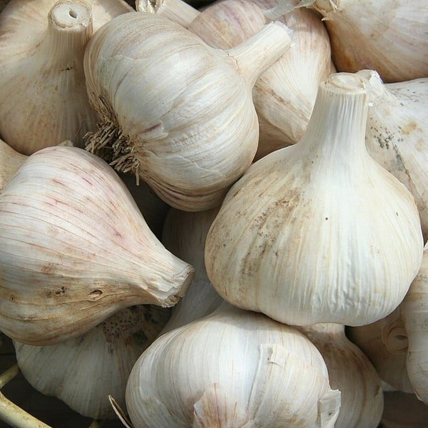 Garlic Bulb Purple
