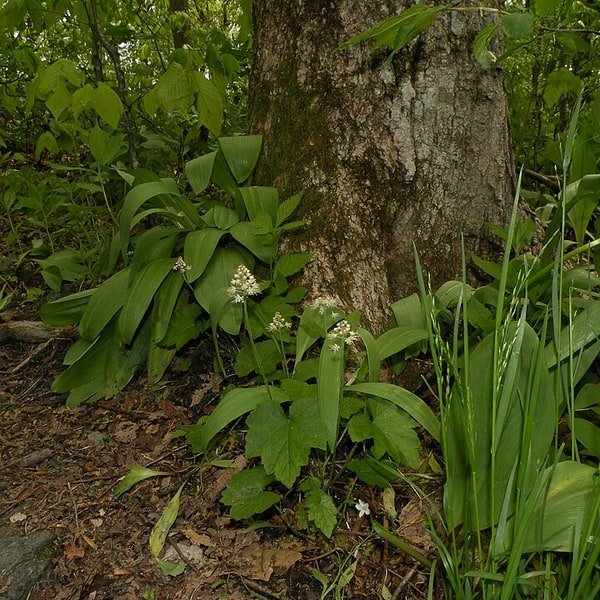 Wild Ramp Bunch