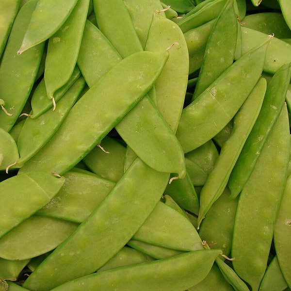Snow Pea Flat