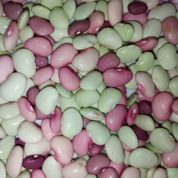 Lima Bean Fresh