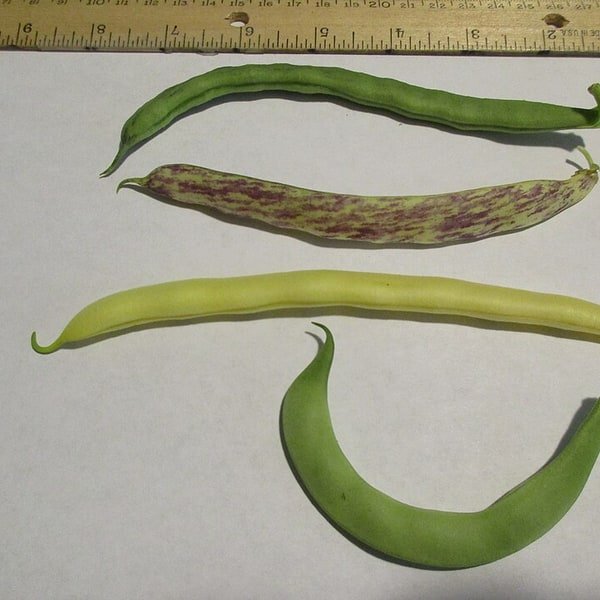 French Bean Tender