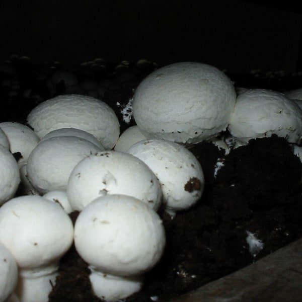 Portobello Cap