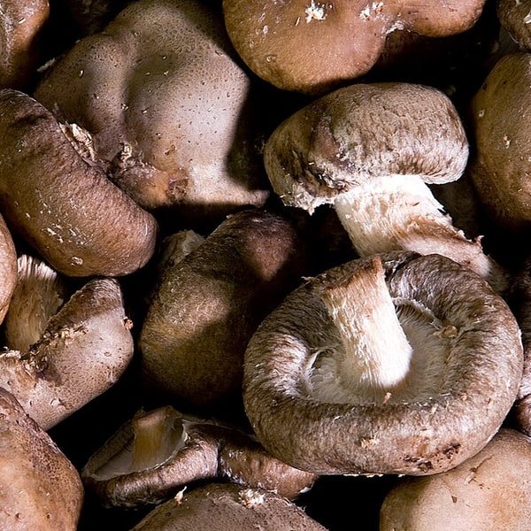 Shiitake Bundle