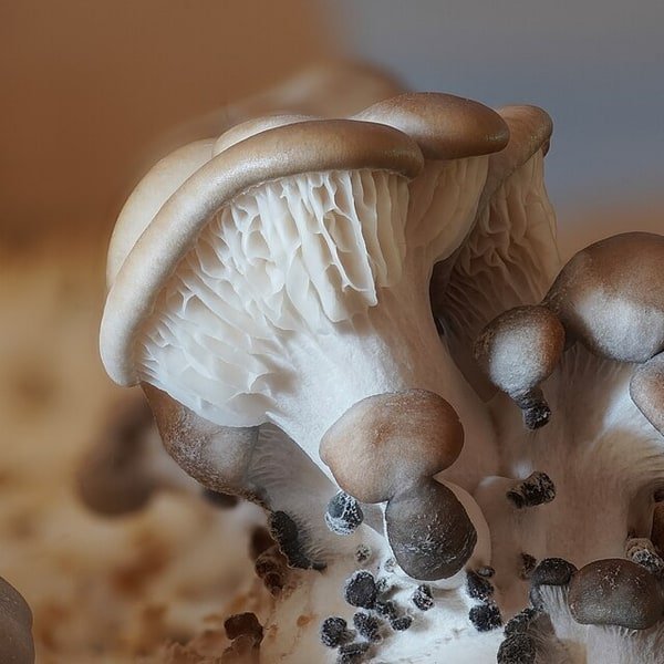 Oyster Mushroom