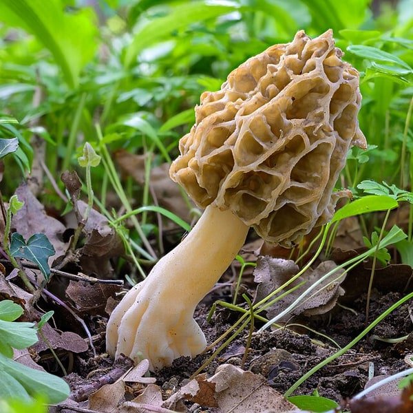 Morel Seasonal