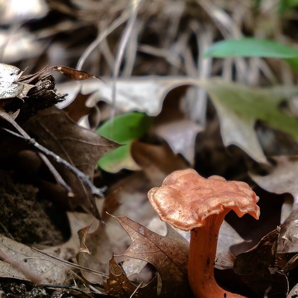 Chanterelle Wild