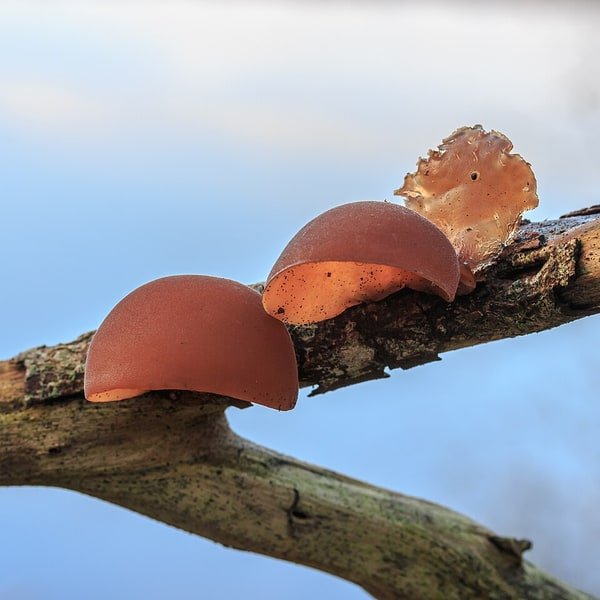 Wood Ear Fungus
