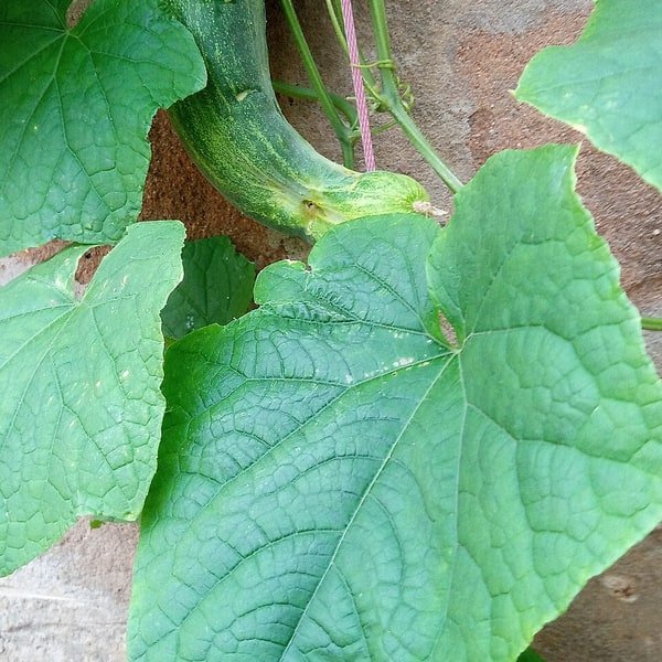 Persian Mini Cucumber