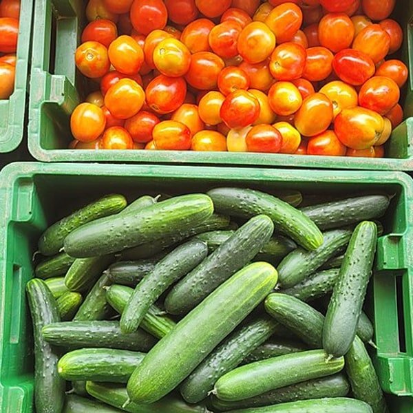 Snake Cucumber