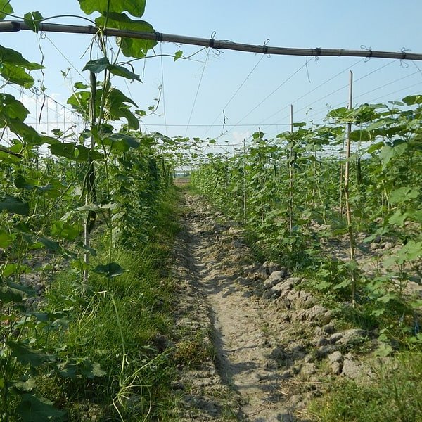 Ridge Gourd Tender