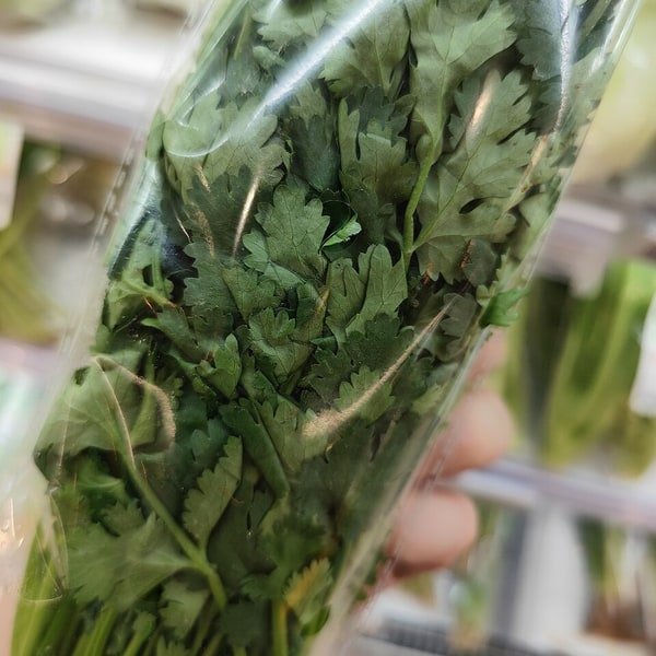 Cilantro Coriander