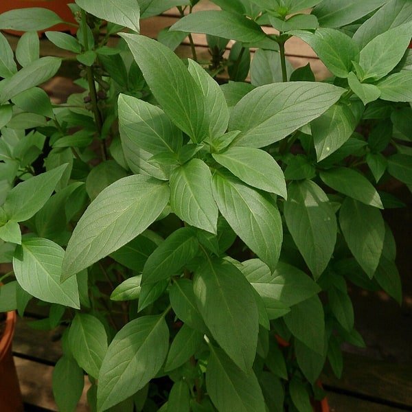 Thai Basil Sprig
