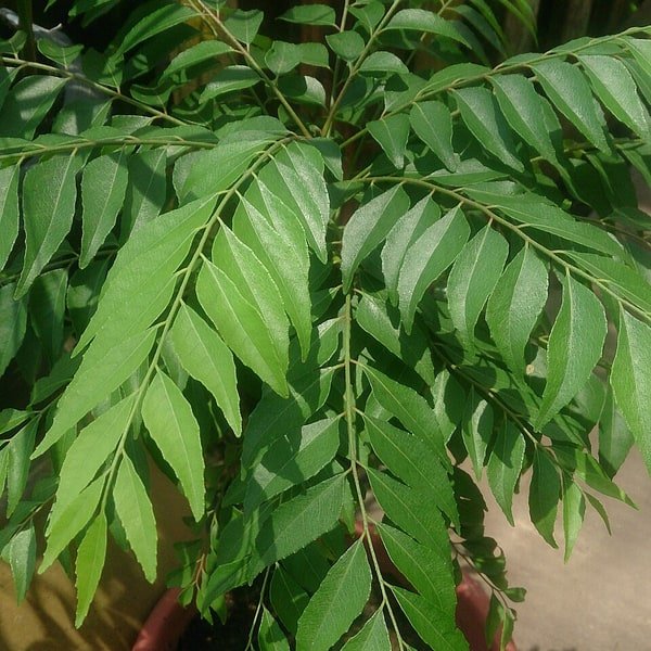 Curry Leaf Branch