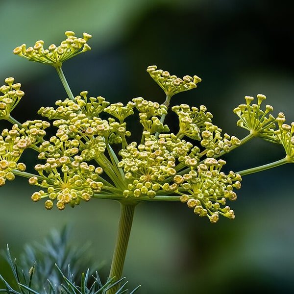 Fresh Dill Fronds