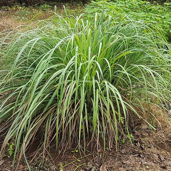 Lemongrass Stalk