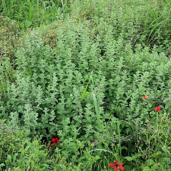 Marjoram Sprig