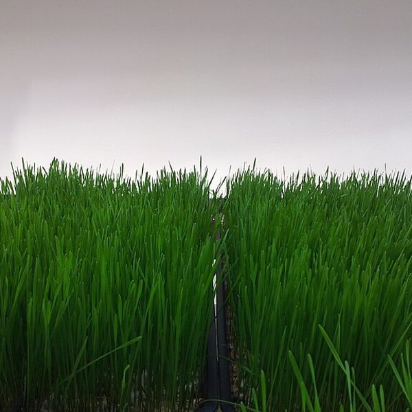 Wheatgrass Tray