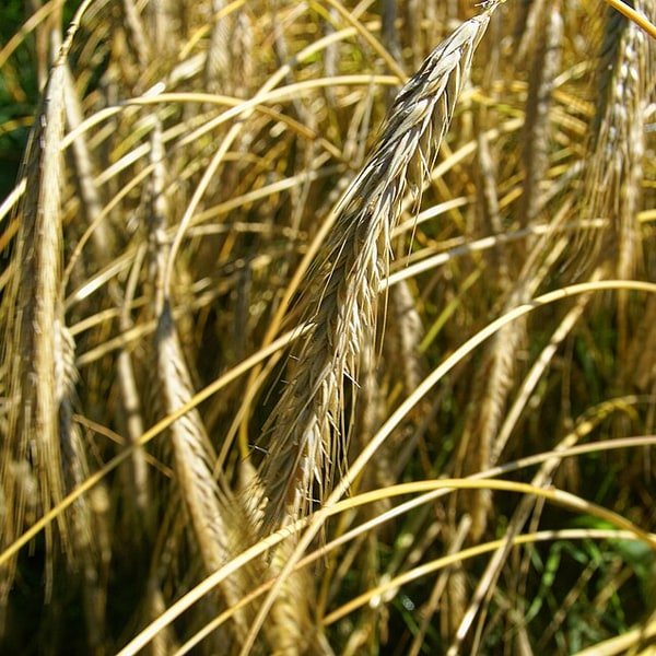 Barley Grass